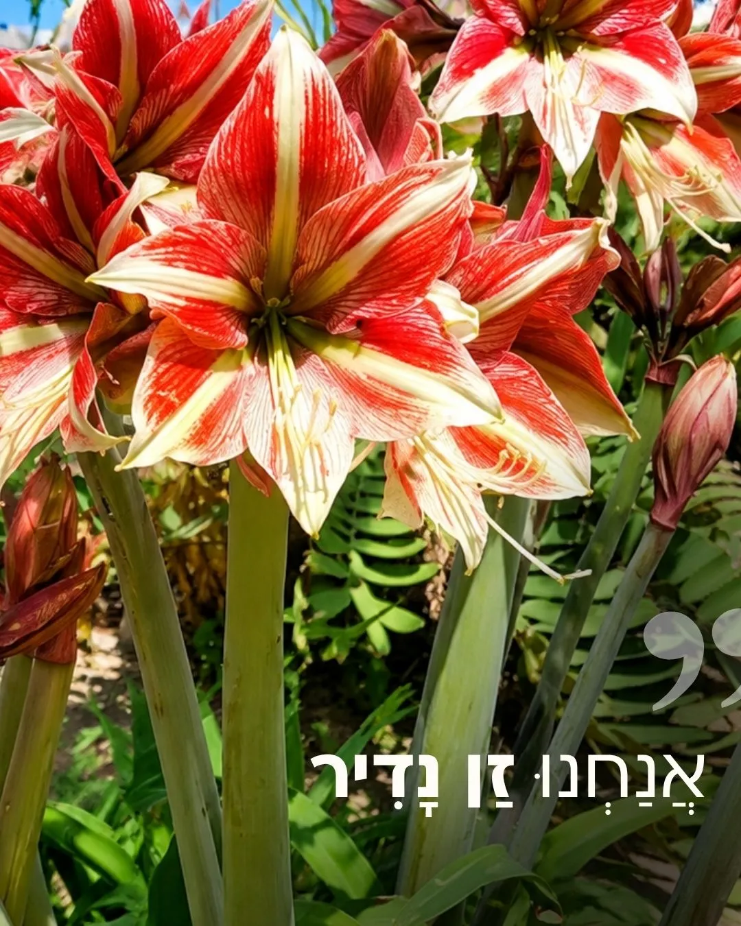 Sunbloom post 1